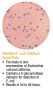 Petrifilm E. coli -Coliform